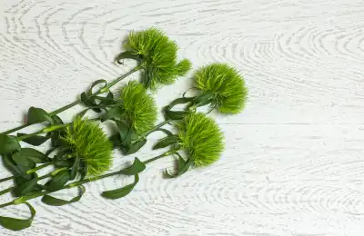 Dianthus Green Trick