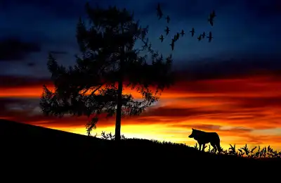 Lone Wolf Tattoo Meaning