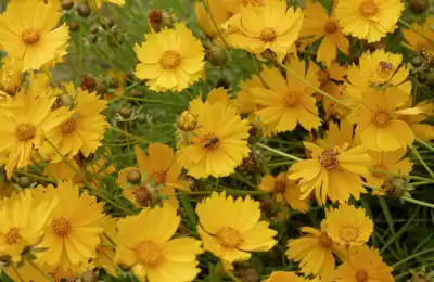 yellow Coreopsis in garden