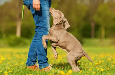 How Do I Stop My Puppy from Jumping Up and Biting Me?
