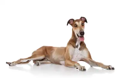 What Dog Breed Requires the Least Maintenance?