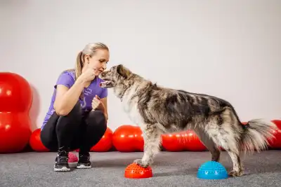 woman training collie dog indoors