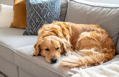 Image of a dog sleeping