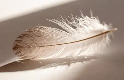 Is a White Feather a Sign from a Loved One?