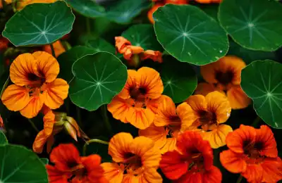orange Nasturtium flowers