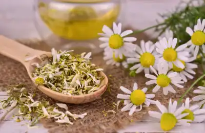 chamomile for luck