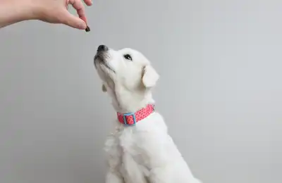 Image of someone giving a puppy a treat