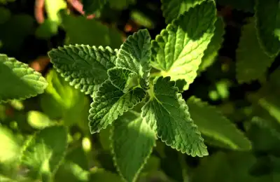 Mint