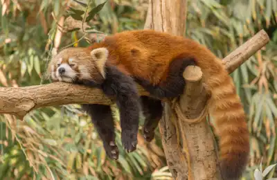 Panda Colours and Their Spiritual Meanings