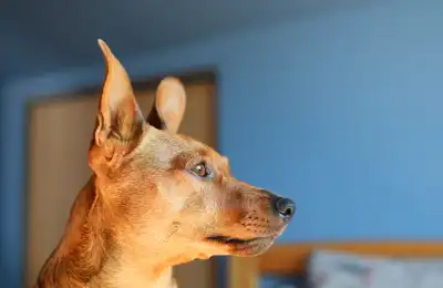 What Does It Mean When a Dog Stares at Something That’s Not There