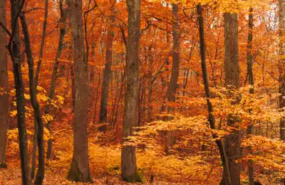 Image of orange autumn leaves.