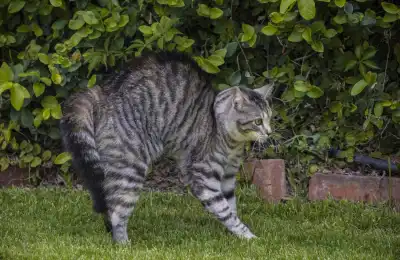 How Do You Know If Your Cat Has Seen a Ghost