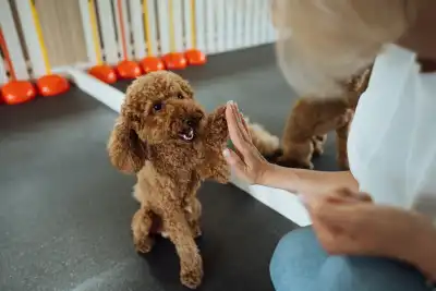 brown poodle puppy giving woman a high five