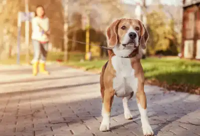 7 Steps to Prevent Your Dog from Chasing Sheep