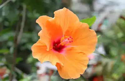 Hibiscus