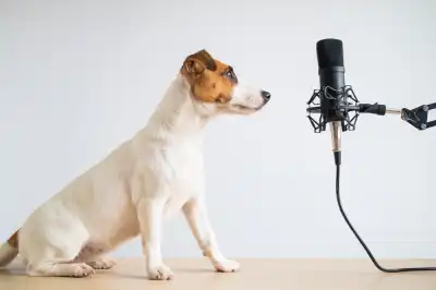 Jack Russell dog next to microphone