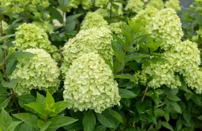 Green Hydrangea