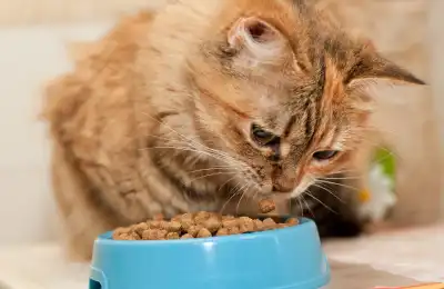 Cat looking at bowl of food