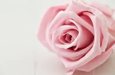 pink rose symbolism