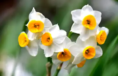 Symbols Associated with Narcissus