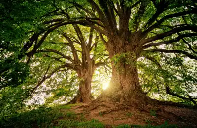 What Does a Tree of Life Tattoo Symbolise?