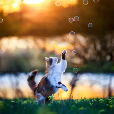 Cat chasing bubbles