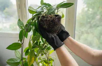 hoya pot plant