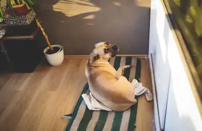 What to Do If Your Dog Is Acting Spooked