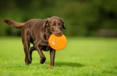Dog playing in a field