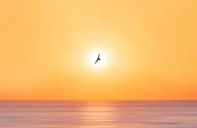 What Do Birds Symbolise Spiritually?