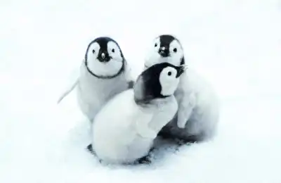 Penguin Numbers and Their Spiritual Meanings