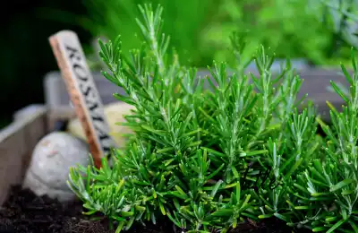 Rosemary