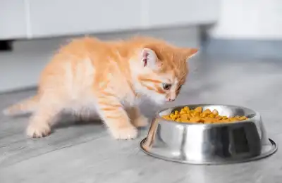 orange kitten eating from food bowl