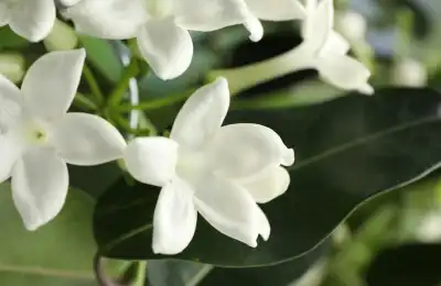 white jasmine flowers
