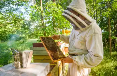 What Does a Beekeeper Do?