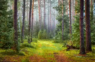 Image of green in nature.