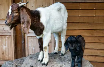 Goat Colours and Their Spiritual Meanings