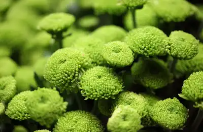 Green Chrysanthemum