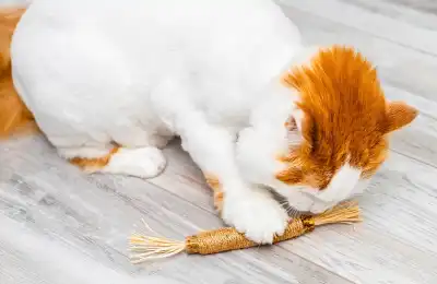 cat with catnip stick