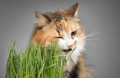 why do cats eat grass