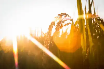 Freyr was the god of the harvest