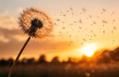 Dandelion, a Natural Diuretic