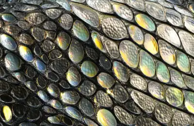 Image of reptile skin.
