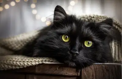 longhaired black cat with green eyes