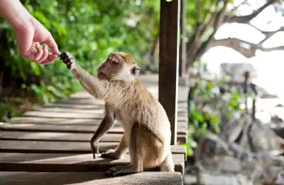 Is it Good or Bad Luck to See a Monkey?
