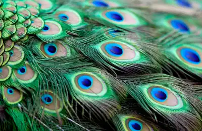 Peacock feathers