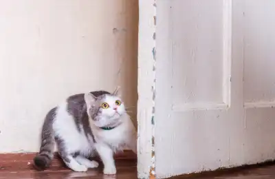 What Does It Mean When a Cat Stares at a Wall or Empty Space