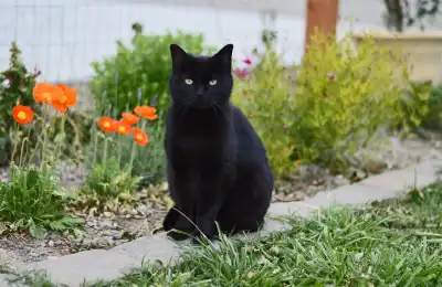 black cat