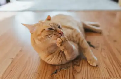 What’s in Catnip That Affects Cats