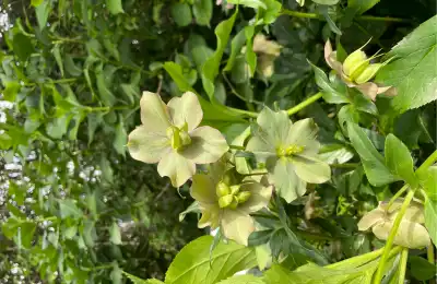Green Hellebore